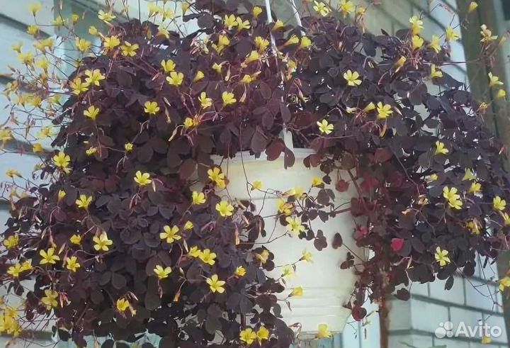 Кислица (оксалис) садовая