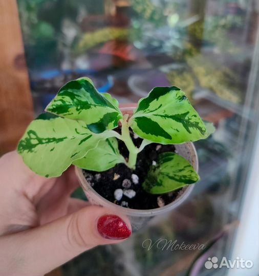 Комнатные цветы часть 1