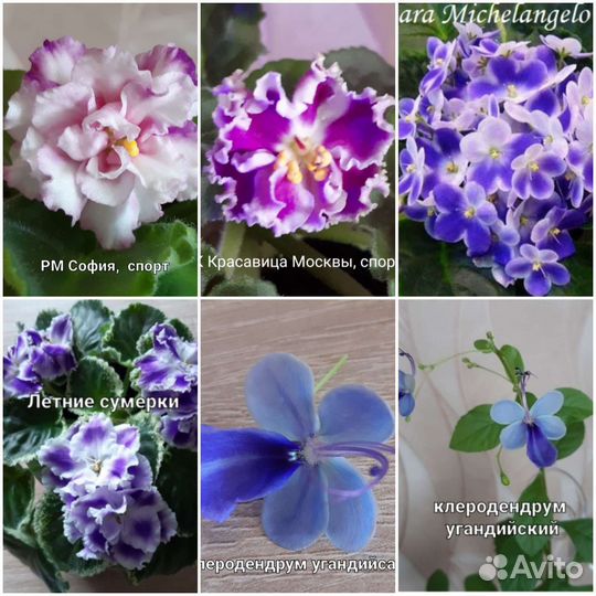 Комнатные цветы