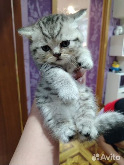 Шотландские котята