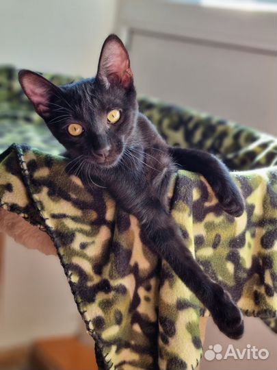 Кошки в добрые руки