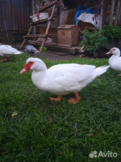 Мускусные утки