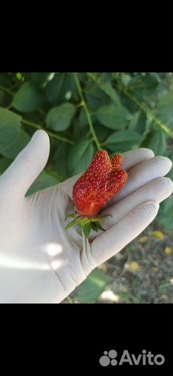 Саженцы клубники Купчиха