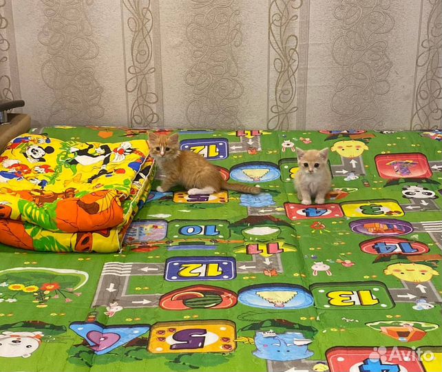 Котята в добрые руки мальчики