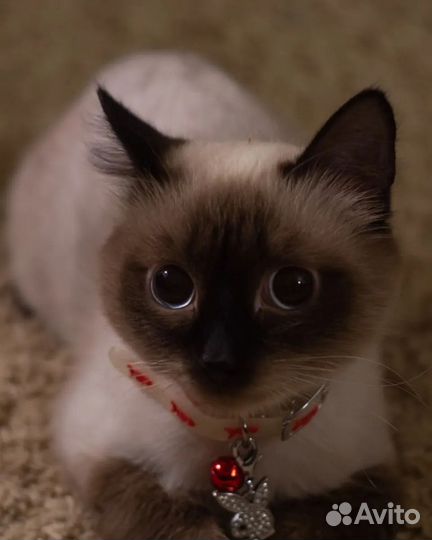 Кот в добрые ручки