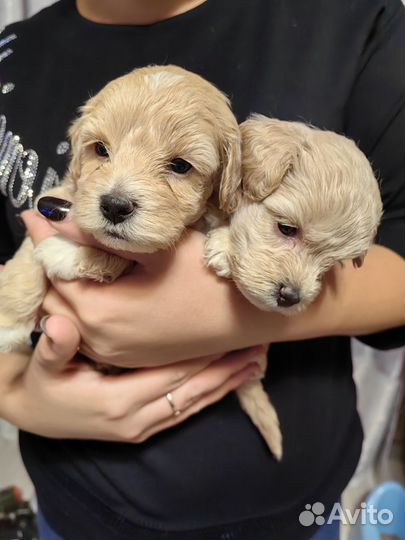 Мальтипу щенок