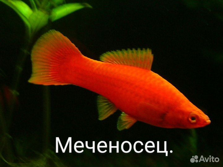 Аквариумные рыбки