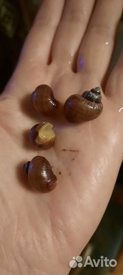 Улитка Ампулярия