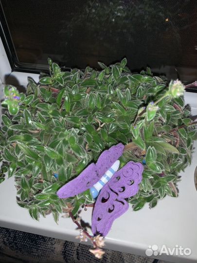 Цианотис сомалийский