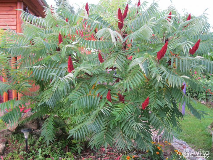 Сумах оленерогий