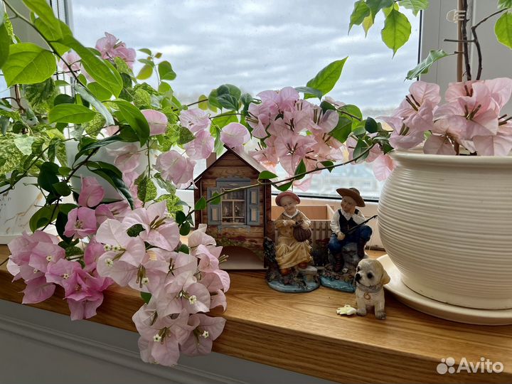 Бугенвиллия