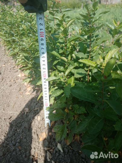 Хеномелес сеянец (айва японская)