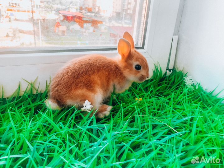 Мини карликовый кролик