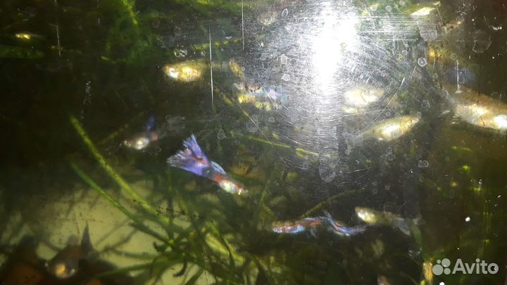 Рыбки гуппи