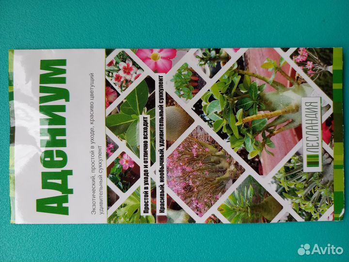 Семена Адениума-микс Лесландия