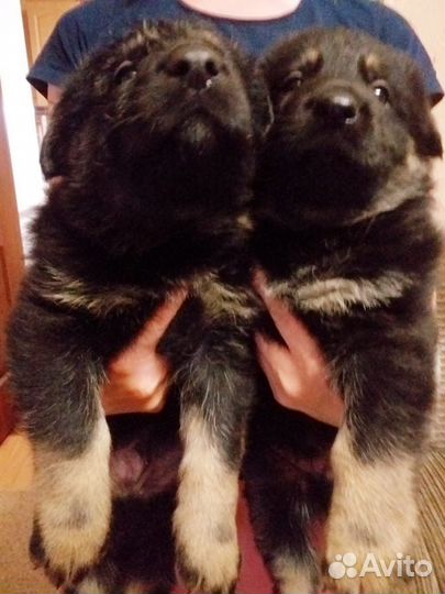 Щенки немецкой овчарки