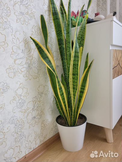 Комнатные цветы