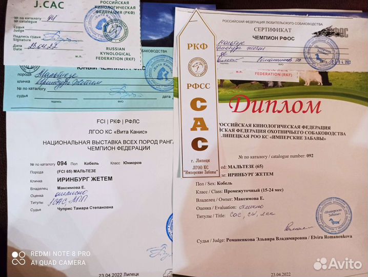 Предлагаю для вязки кобелей мальтезе
