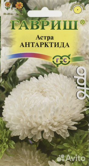 Рассада астры