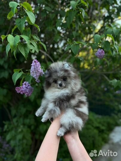 Померанский шпиц мини щенок