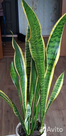Сансевиерия Лауренти