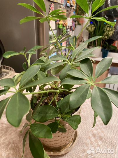 Шефлера вареагатная