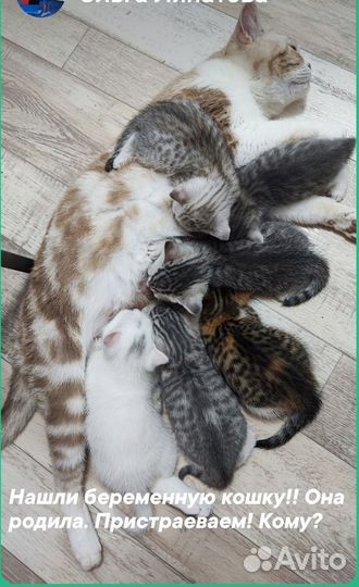 Котята в добрые руки даром бесплатно