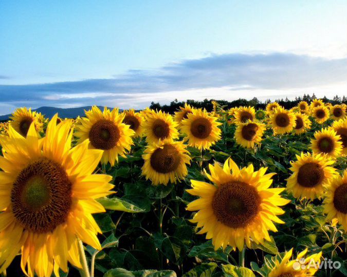 Подсолнечник