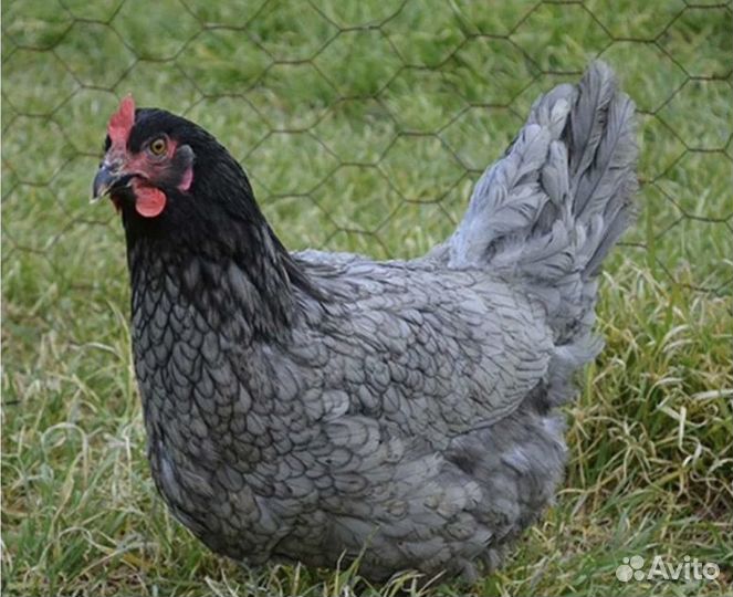 Куры несушки и петух