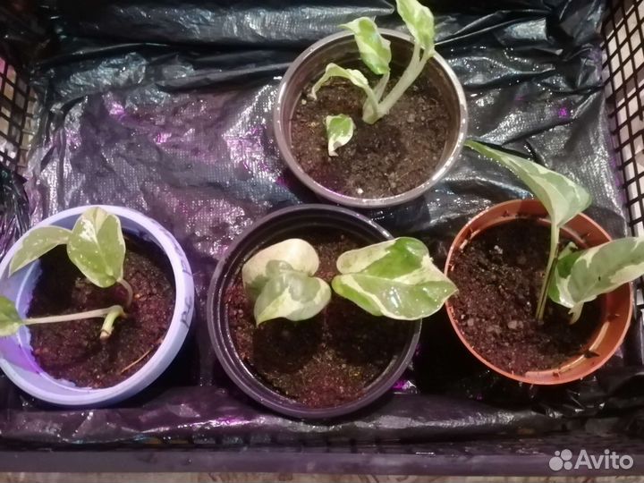 Сциндапсус разные