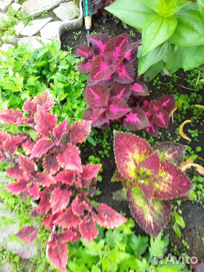 Колеус аватар