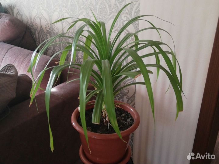 Пальма панданус