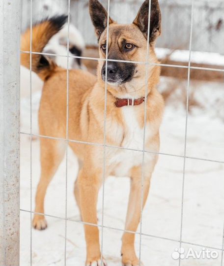 Не большой пёсик ищет дом