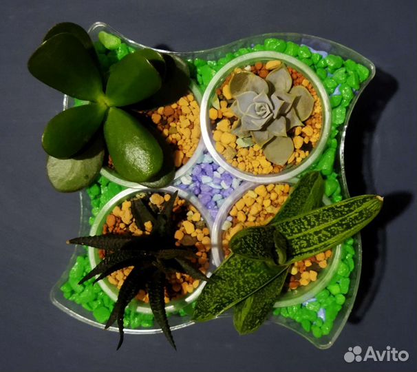 Суккуленты