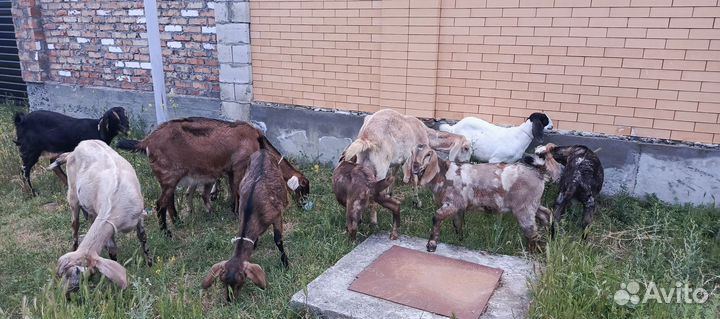 Козы нубийские