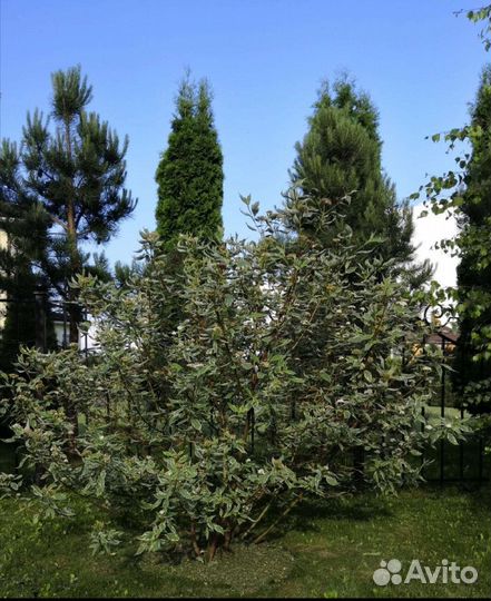 Кустарник Дëрен