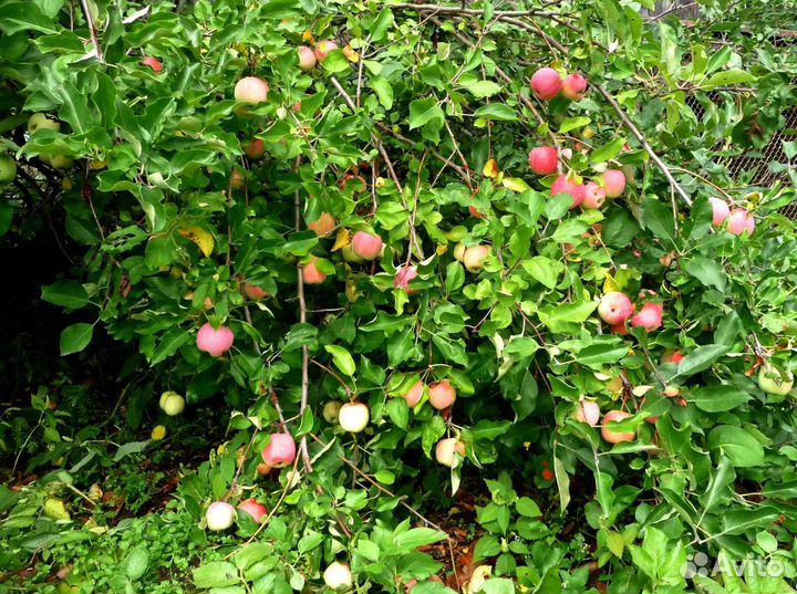 Продам саженцы яблони