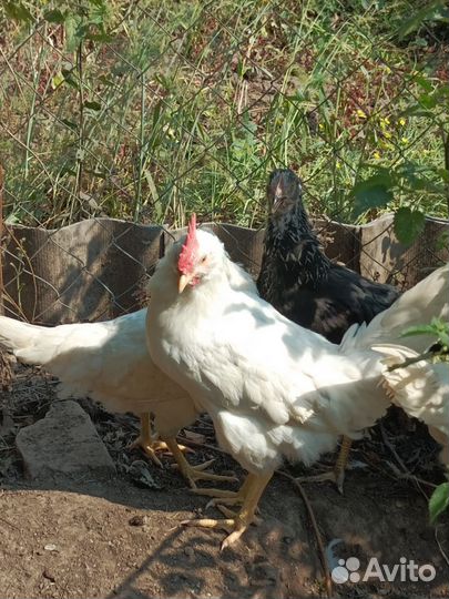 Продаются петухи