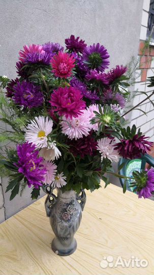 Букет из астры