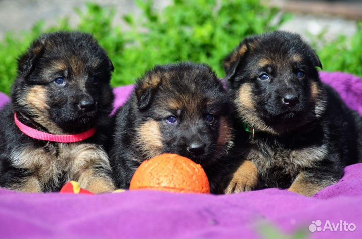 Немецкая овчарка