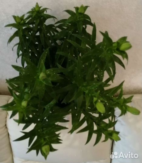 Луковицы лилии