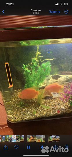 Рыба красный попугай