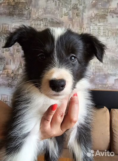 Щенки бордер колли