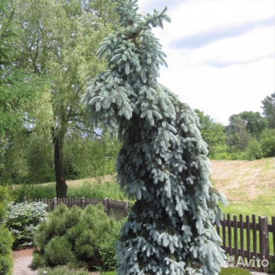 Picea pungens 'Glauca Pendula 25-30см