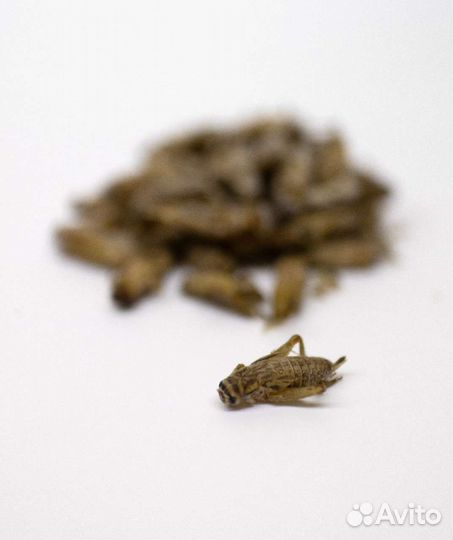 Корм для стрижей (птиц) (сверчки, тараканы)