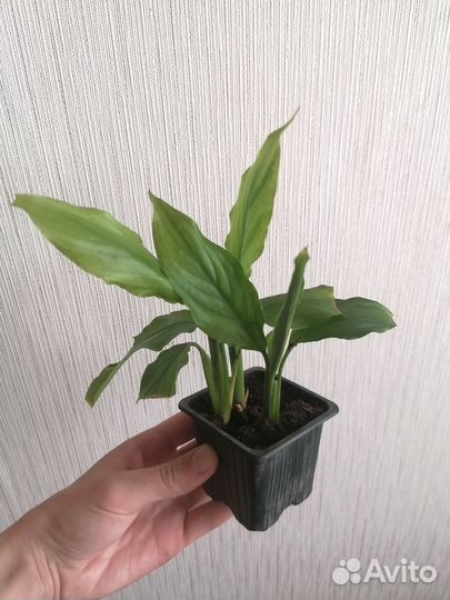 Спатифиллум