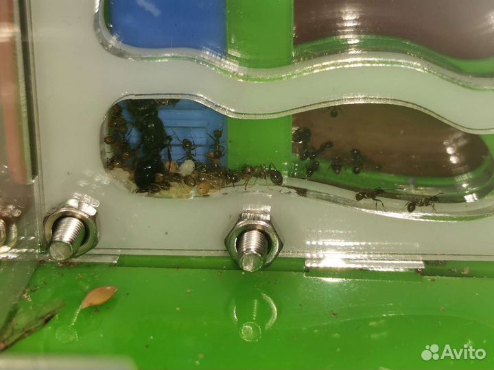 Муравьиная ферма