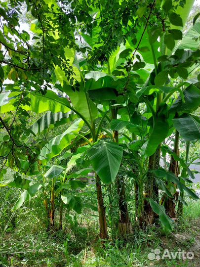 Японский банан