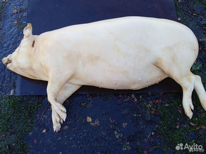 Забойщик скота