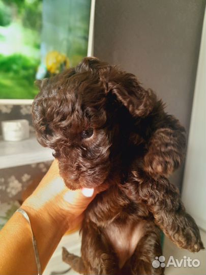 Щенки карликового пуделя